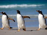 Ocean Diamond - Dancing Penguins 