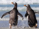 Penguins returning to the ocean - Quark Expeditions