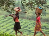 Tea Plantations in Uganda