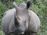 Rhino in Thornybush Reseve
