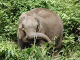Wild elephant at the Reseve