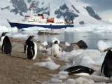 Antarctica Cruise on board the Ushuaia