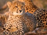 Cheetahs cubs resting