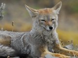 Chilla Fox, Torres del Paine (remota Lodge)