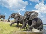 Elephants at the Chobe River