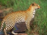 Leopard in Kenya