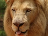 A lion at MalaMala Reserve