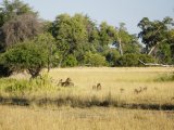 Camp Okavango - Walking Safari