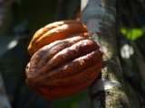 Cacao Tree in Thekkady, Kerala