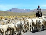 Gauchos in Patagonia