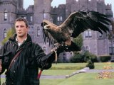 Falconry in Ashford Castle 