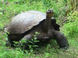 Giant Tortoise in the wild