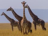 Giraffes in Massai Mara Reseve 
