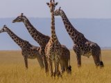 Giraffes in Massai Mara Reseve 