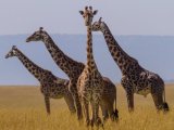 Safari in Maasai Maraa