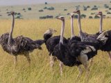 Ostrich in Massai Mara