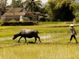 Rice Fields in Halong Bay, Vietnam