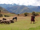 A Shepherd near Chincheros
