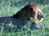 Lions on Kenya