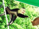 Monkey Island Excursion in Gamboa