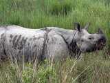 One Horned Rhino Assam - India, by Diganta Talukdar