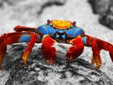Sally Light Crab