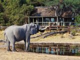 Savute Safari Lodge -  A friendly visitor to the lodge