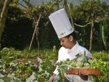 Chef is picking organic vegetable at the organic farm at the Spice Village, Thekkady