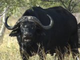 Cape Buffalo, a proud member of the Big Five! 