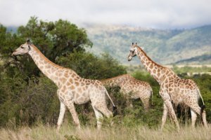 Cape Peninsula and the Big Five Safari