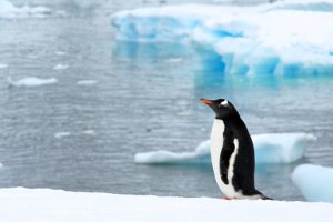 Weddell Sea Quest