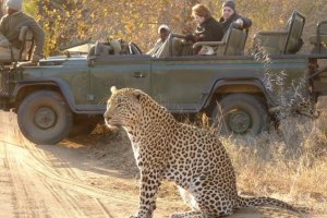 Thornybush Game Lodge - The Bush Beckons