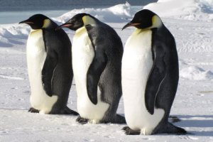 5% discount on all Classic Antarctica Cruise departures in 2021-2023